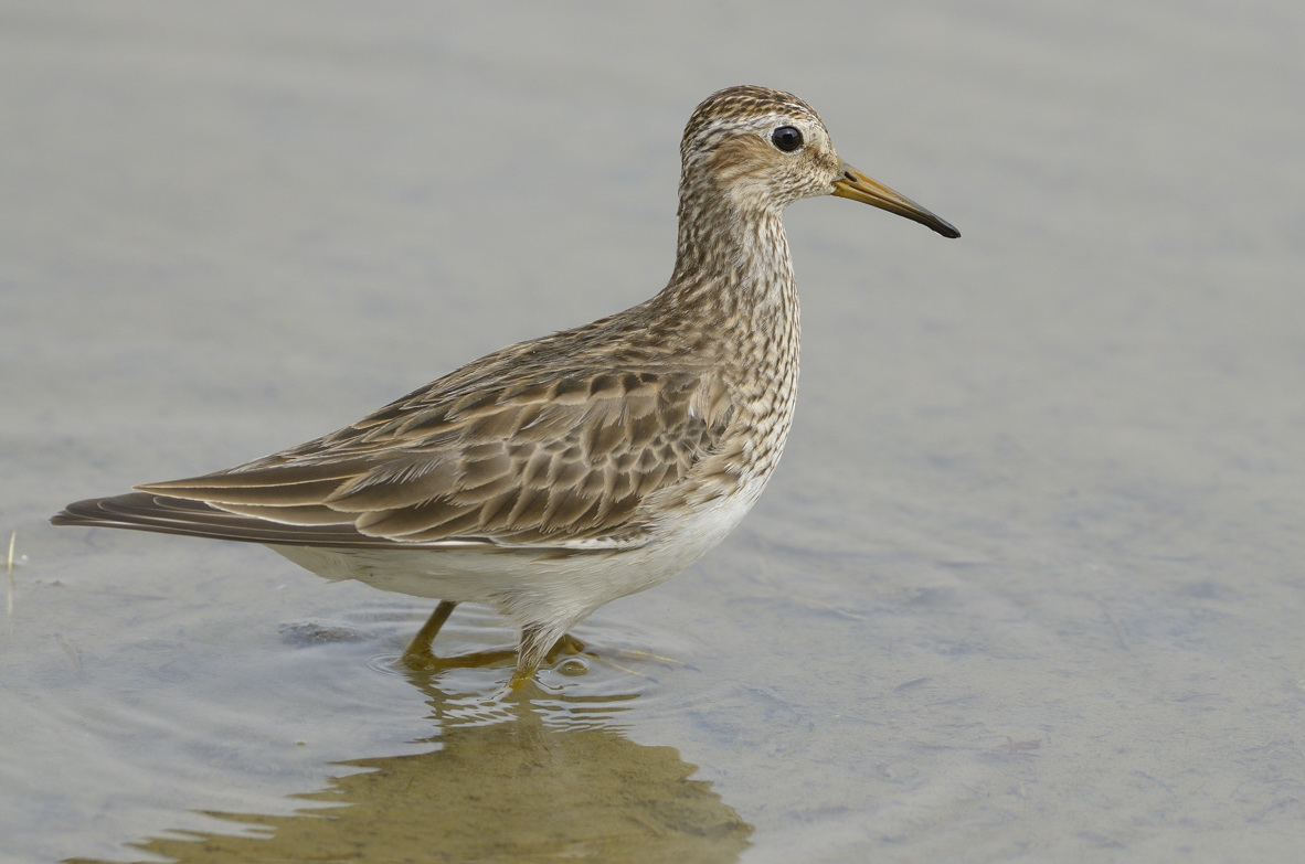 Piro piro pettorale? S. ora: Piovanello  pettorale (Calidris melanotos)